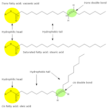 Image result for Fatty Acid