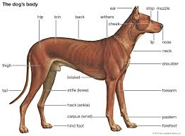 Erectile tissue that locks the dog in. Dog History Domestication Physical Traits Breeds Facts Britannica