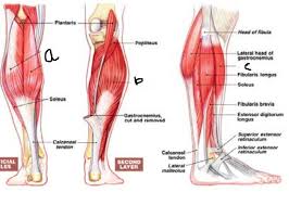 2 the tibialis posterior has a major role in supporting the medial arch of the foot. Calf Muscles Rear View Angled View Side View Core Muscles Muscle Ankle Replacement