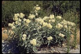 Image result for Acacia eriocarpa