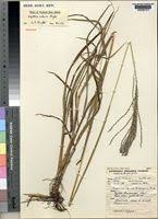 Image result for Digitaria diagonalis