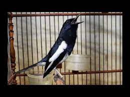 Download Suara Burung Kacer Mp3 Jantan Gacor Betina Terlengkap Kicaumania Net