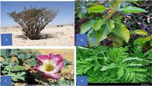 Image result for Vernonia longipedunculata