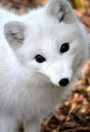 Find the best arctic fox wallpaper on getwallpapers. Arctic Fox It S So Bad But My First Thought Was Ohmygosh The Fox Is Posessed By A Demon Cute Animals Animals Animals Beautiful