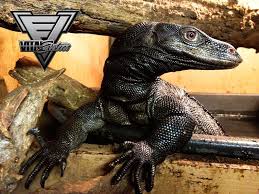 Argentine Black And White Tegu For Sale Uk Black Dragon Eggs Again Varany Reptilii Amfibii