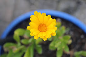 Check spelling or type a new query. 7 Edible Flowers You Can Grow Indoors Anna S Musings