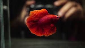 Betta fish breeding full moon betta fish betta fish breeding video breeding fish felico. Live Betta Fish Male Super Red Full Moon Doubletail Dt 883 Youtube