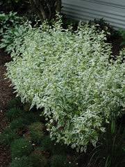 Image result for Caryopteris odorata