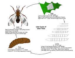 Horse And Deer Flies Public Health And Medical Entomology Purdue Biology Entomology Insects Ticks Diseases Monitoring Control Hot Topics Agriculture Extension