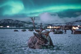 Reindeer flotilla setec astronomy : Spacetraveller Activity Reindeer Camp Dinner With Chance