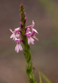 Image result for Striga bilabiata