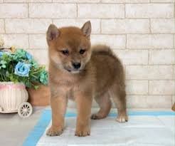 Puppyfinder.com is your source for finding an ideal shiba inu puppy for sale near houston, texas, usa area. View Ad Shiba Inu Puppy For Sale Near Texas Houston Usa Adn 212031