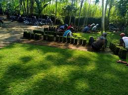 Namun disisi lain rumput juga mempunyai manfaat dalam menahan tanah atau penahan debu ketika tersapu oleh air ataupun angin. Jual Aneka Jenis Rumput Taman Murah Di Surabaya Garden Style Jasa Taman