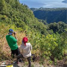 Image result for Chrysophyllum gorungosanum