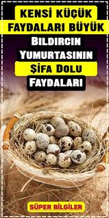 Bildircin Yumurtasinin Sifa Dolu Faydalari Saglikli Yasam Bildircin Saglikli