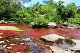 Check spelling or type a new query. Cano Cristales Colombia The Liquid Rainbow River Of 5 Colours