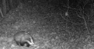 Non E Facile Imbattersi Nel Tasso Blog L Adige It