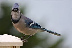 We did not find results for: Nature Notes Blue Jay Harpswell Heritage Land Trust