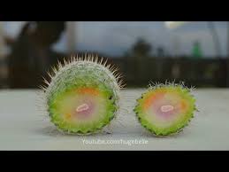 I have a 35 year old cactus, approximately 18 inches tall. Save Cactus From Rot Rotting Cactus At Bottom Of Mammillaria Youtube