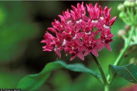 Purple Milkweed