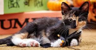 Adoption is more than a single event, it is a process that requires preparation, compassion and understanding. Dog N Cat Rescue Spot Saves Pets One At A Time