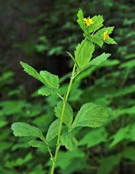 Image result for Eriosema pentaphyllum