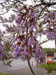 Buy, sell, and trade bitcoin (btc), ethereum (eth), tron (trx), tether (usdt), and the best altcoins on the market with the legendary crypto exchange. Paulownia Tomentosa Empress Tree Princess Tree Royal Paulownia North Carolina Extension Gardener Plant Toolbox