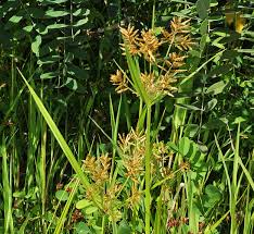 Image result for Cyperus clavinux