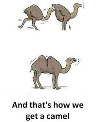 11 thoughts on what do you call a three humped camel? What Do You Call A Three Humped Camel 9gag