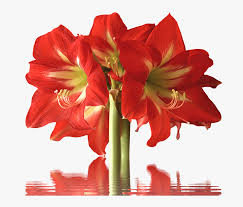 Maybe you would like to learn more about one of these? 40 Types Of Red Flowers With Pictures Flowerglossary Red Flower Long Stem Hd Png Download Transparent Png Image Pngitem