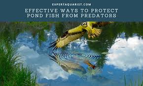 Very hard water contains greater than 300 mg of calcium carbonate per liter of water while soft water soft pond water should be avoided because it forces the koi to exert more effort in osmoregulation, the process of. 7 Highly Effective Ways To Protect Pond Fish From Predators