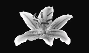 Bouquet of white lilies on a white wooden background top view. Lily Flower In Black And White Photograph By Lilia D
