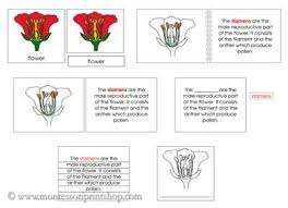 Flower Definition Set Printable Montessori Nomenclature Materials