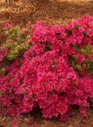 Hino Crimson Azalea Azaleas Garden Plants Azaleas