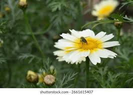 Image result for Gomphocarpus tenuifolius