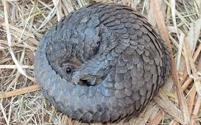 We did not find results for: Pangolins Why This Cute Prehistoric Mammal Is Facing Extinction