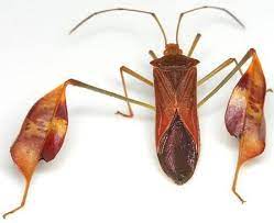 True Bugs Of Texas Bug Photos By Family Subfamily Bugs Leaf Footed Bug Insects