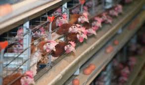 Menurut sejarahnya, ayam petelur merupakan jenis ayam yang tinggal di hutan dan dipelihara oleh para penduduk desa. Mengelola Bisnis Ternak Ayam Petelur Dengan Cara Modern Lebih Menguntungkan