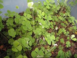 Image result for Marsilea vera