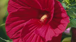 Man setzt den hibiskus ins pflanzloch so tief ein, dass der topfballen mit dem erdreich auf einer höhe abschließt. Die Erstaunlichen Bluten Des Riesen Hibiskus