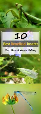 10 Most Beneficial Garden Insects You Should Avoid Killing