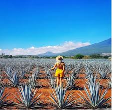 Consulta las ofertas de trabajo en jalisco. Tequila Jalisco Mexico Fotos De Mexico Guadalajara Lugares Fotos