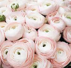 Peachy Ranunculus Bouquet Sweet Pink Ranunculus Bouquet Etsy Ranunculus Bouquet Ranunculus Bouquet Pink Blush Bouquet Wedding
