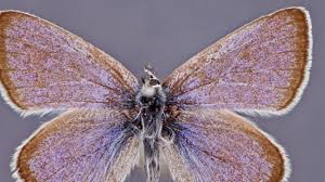 Maybe you would like to learn more about one of these? Extinction Diaries Episode Four Xerces Blue Butterfly Youtube