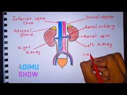 How To Draw Label Excretory System Youtube Excretory System Science Diagrams Life Science