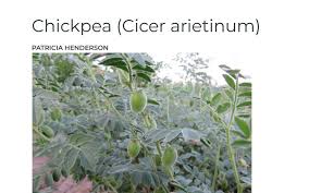 Image result for Cicer arietinum