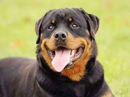 As a result, this leads to a dog with a black coat and nose, though with brown eyes. Black Dog Breeds Dogs With Black Coats