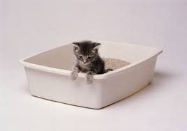 Don't use any more force than necessary. Diarrhea In Kittens Causes Symptoms And Treatment