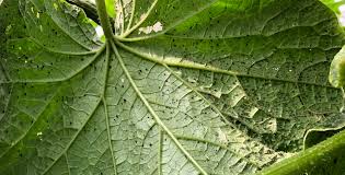 Image result for thrips damage on cucumber