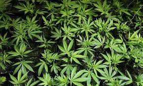 how to choose nutrients for cuttings and young clones